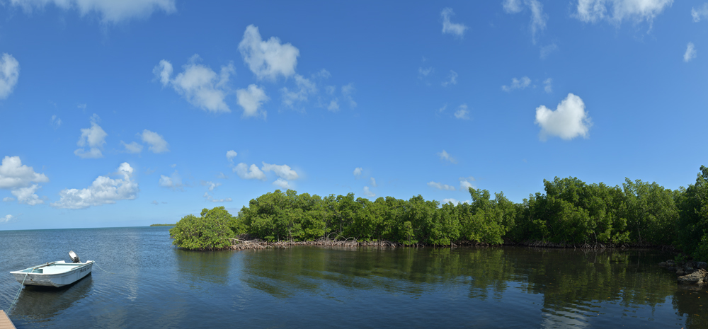 Preview mangroven und boot.jpg
